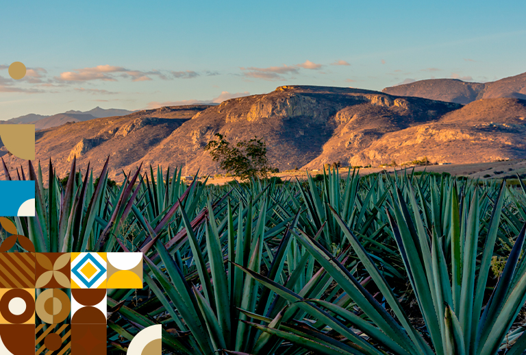 Foto Paisaje Con Agaves