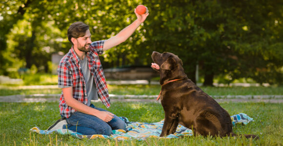 wow mascotas destacada