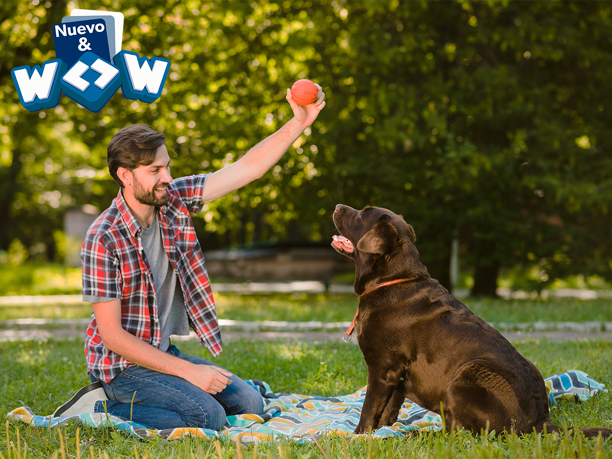 wow mascotas portada