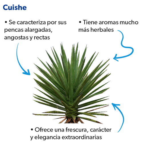 Agave-Cuishe