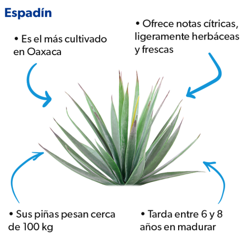 Agave-Espadin