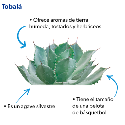 Agave-Tobala